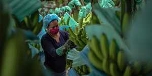 Eine Arbeiterin in Schutzkleidung schneidet Bananenstauden