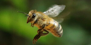Biene im Flug
