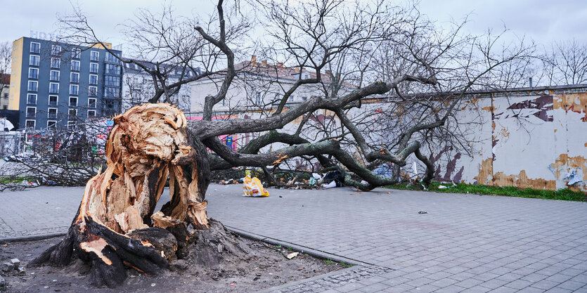 Abgebrochener Baum auf Gehweg