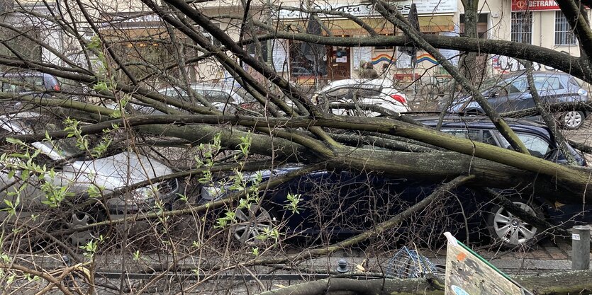 Ein Baum ist nach einem Sturm auf Autos gefallen