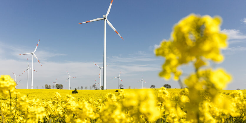 Ein Rapsfeld, im Hintergrund Windräder