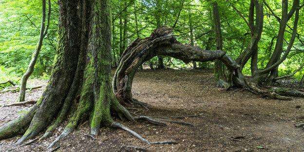 Alter knorriger Baum steht im Wald