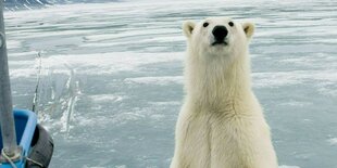 Ein Eisbär stellt sich auf die Hinterbeine und guckt in die Kamera