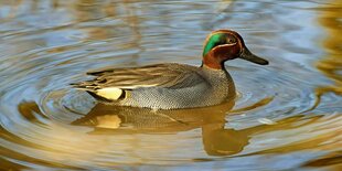 Eine Krickente schwimmt im Wasser