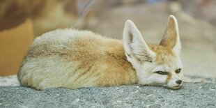 Ein Wüstenfuchs liegt auf einem Stein