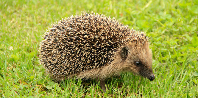 Ein Igel auf grünem Rasen