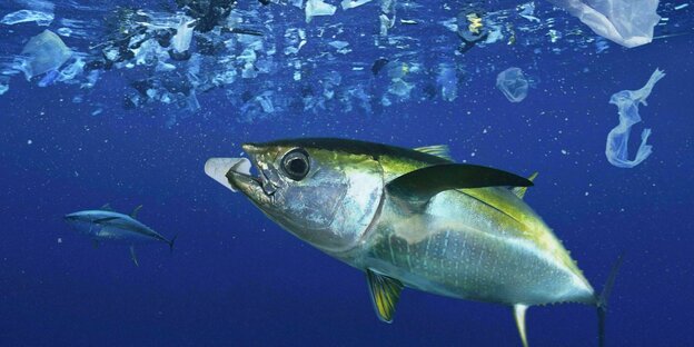 Ein Thunfisch schwimmt umgeben von Plastik im Meer