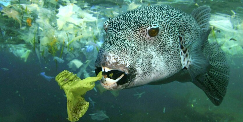 Sternkugelfisch frisst Teile einer Plastikflasche