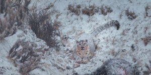 Ein Schneeleopard sitzt zwischen beschneiten Felsen