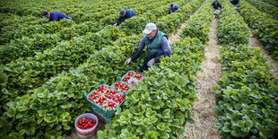 Erntehelfer üflücken auf einem Feld Erdbeeren.