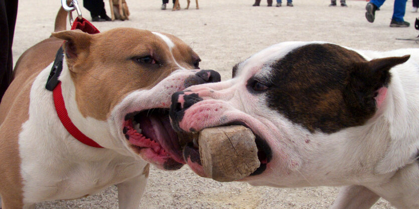 Zwei Pitbulls in Farbe, die sich um ein Stöckchen balgen