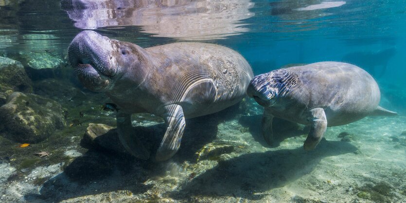 Eine Seekuh mit ihrem Kalb in türkisem Wasser