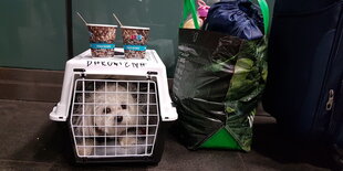 Bichon Frisé aus der Ukraine auf dem Berliner Hauptbahnhof