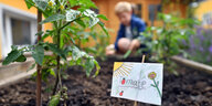 Ein Kind kümmert sich um ein Gemüsebeet, im Vordergrund eine Tomatenpflanze und ein selbstgemaltes Bild mit der Aufschrift "Tomate"