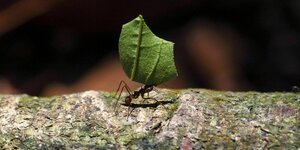 Eine Ameise trägt ein größeres Blatt vor sich her.