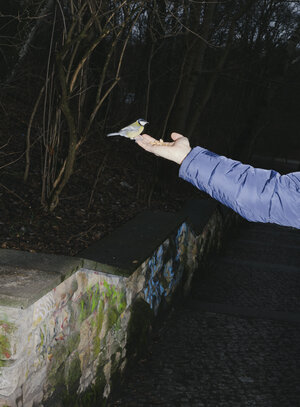 Ein ausgetreckte Hand mit Nüssen: eine Blaumeise nimmt das Futter auf der Hand sitzend an. EIne Szene beim Rundgang ducrh den Friedrichshainer Volkspark