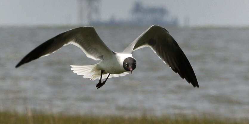 Eine Möwe fliegt