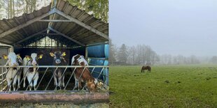 Eine Bildcollage mit Kühen links und einem Pferd auf der Weide rechts