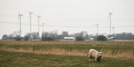 Ein Schaf auf einer flachen Landschaft in Schleswig-Holstein, im Hintergrund Stromleitungen und Windkraftwerke