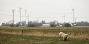 Ein Schaf auf einer flachen Landschaft in Schleswig-Holstein, im Hintergrund Stromleitungen und Windkraftwerke