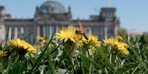 Biene auf der Wiese mit Löwenzahn vor dem Berliner Reichstag