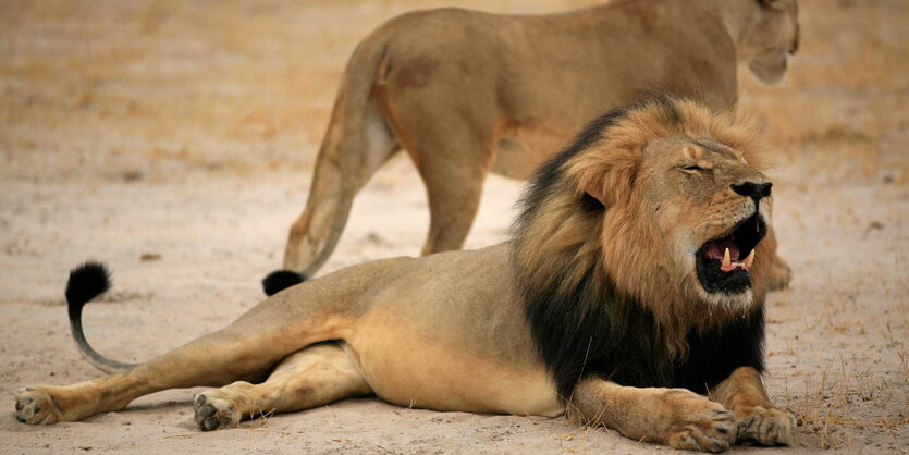 Der Löwe Cecil liegt auf dem Boden