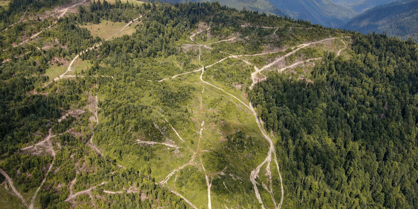 Eine Vogelperspektive eines teilweise abgeholzten Waldes, durch den sichtbar Wege für Maschinen führen.