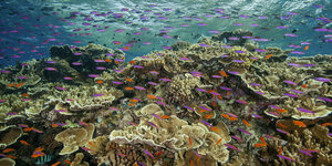Über einem sich bis in den Hintergrund erstreckenden gelblichen Korallenriff schwimmt eine Vielzahl von bunten Fischen