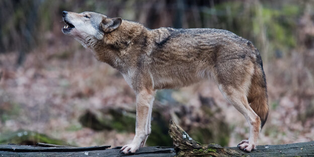 Ein Wölf im Wisentgehege Springe heult auf einem umgefallenen Stamm stehend