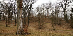 Geschädigter Baum im Park Babelsberg in Potsdam