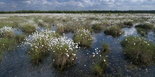 Weiß blüht das Baumwollgras im feuchten Boden des Moos