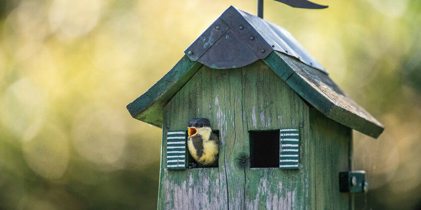 Ein Vogelhaus, in dem ein kleiner Vogel aus dem Loch schaut