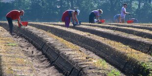 Menschen arbeiten gebückt auf einem Feld