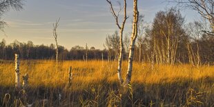 Birken im gelben Abendlicht