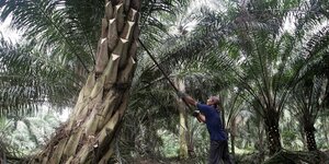 Ein Arbeiter in einer Palmölplantage