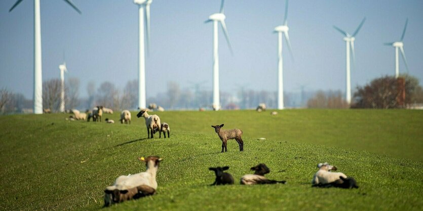 Auf einem Damm liegen Schafe; im Hintergrund steht eine Reihe von Windrädern