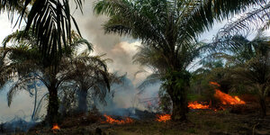 Unter Palmen brennt der Boden