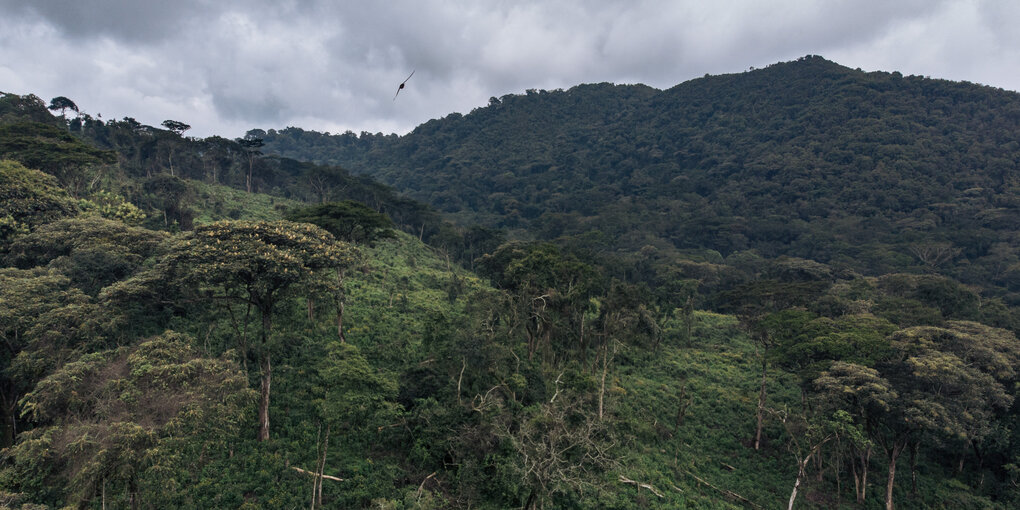 Der ostkongolesische Nationalpark Kahuzi-Biéga