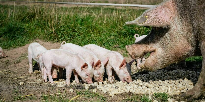 Vier Ferkel und Muttersau fressen Mehlpellets auf einer Wiese