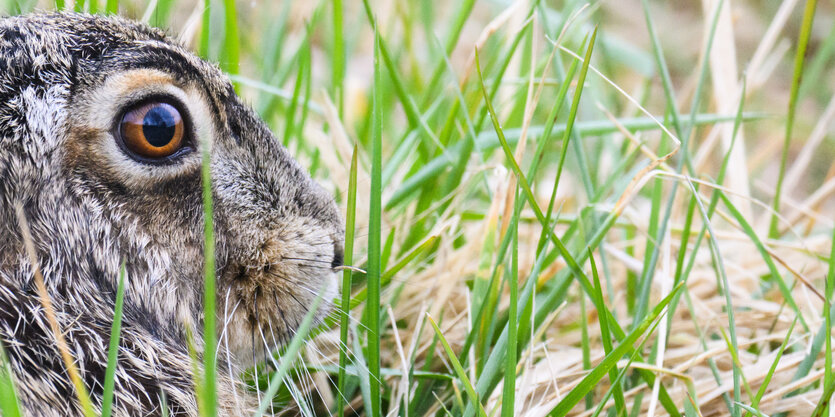 Kopf eines Hasen im Gras