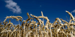 reifer Weizen vor blauem Himmel