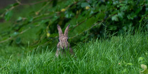 Ein Kaninchen sitzt im Gras