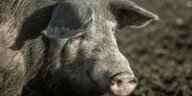 Ein Schwein guckt in der Ukraine in die Kamera