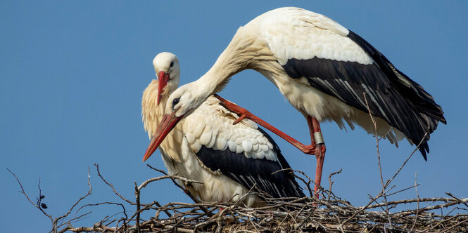 Nest mit Weißstörchen