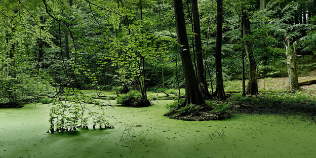 Grüner Sumpf und grüner Wald