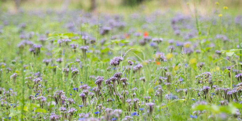 Eine Wiese mit Grün und Blumen