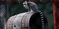 Ein Lemur sitzt auf einer Tonne