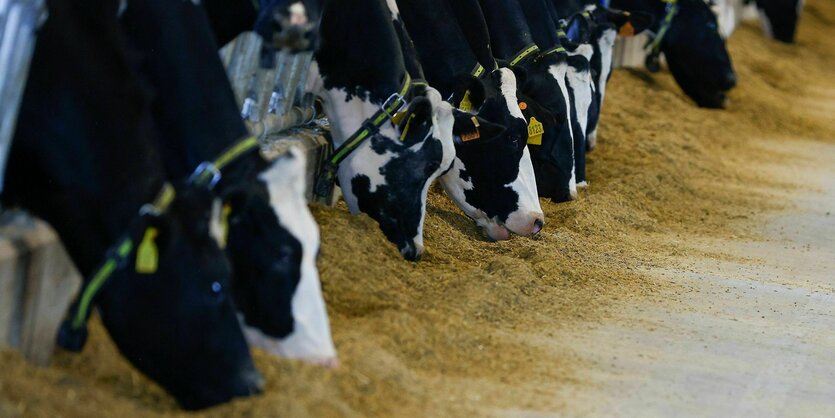 Kühe strecken ihre Hälse und fressen im Stall