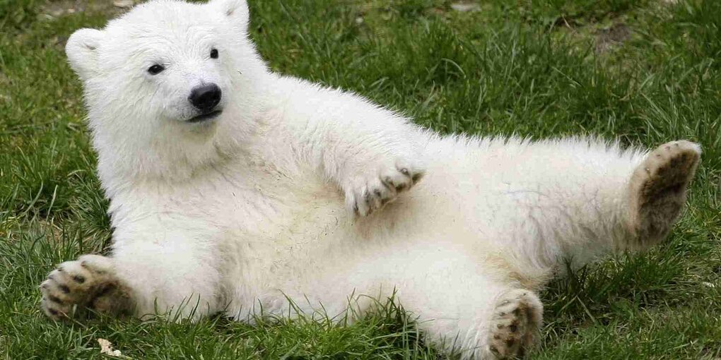 Eisbaer liegt auf einer Wiese