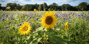 Sonennblumen und blau blühende Pflanzen auf einem Feld